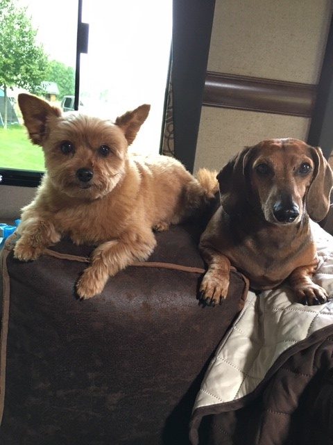 Meet our Furry Friends: Lucky and Libby
