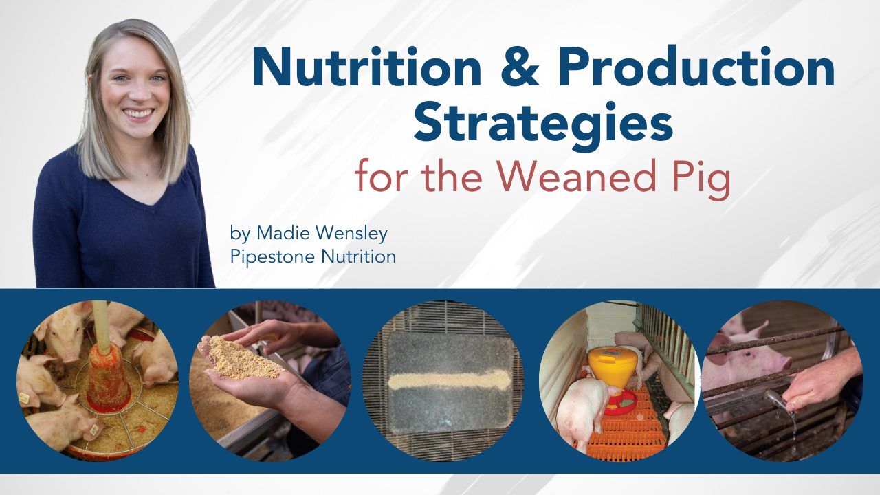 Nutrition & Production Strategies for the Weaned Pig