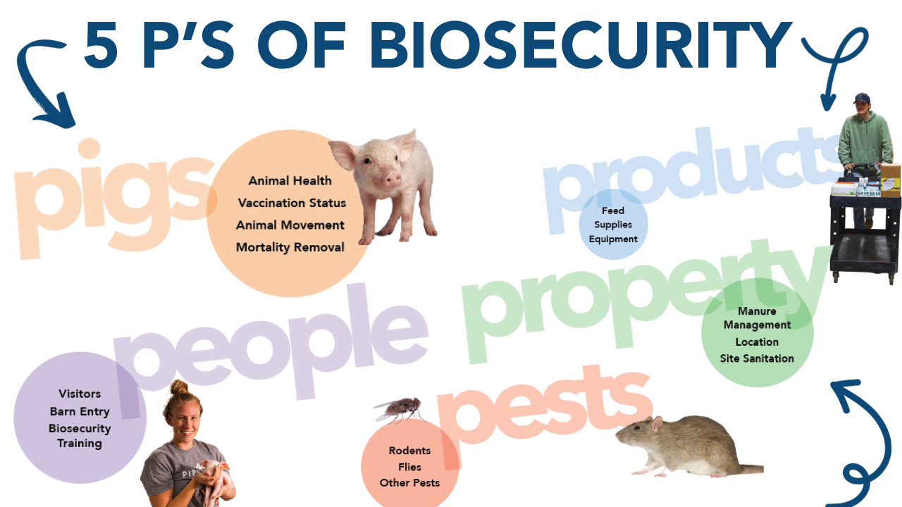 Utilizing Products to Improve Wean-to-Finish Biosecurity