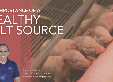 The Importance of a Healthy Gilt Source