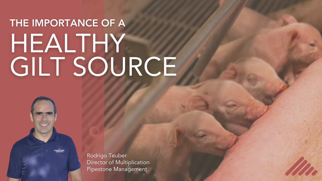 The Importance of a Healthy Gilt Source