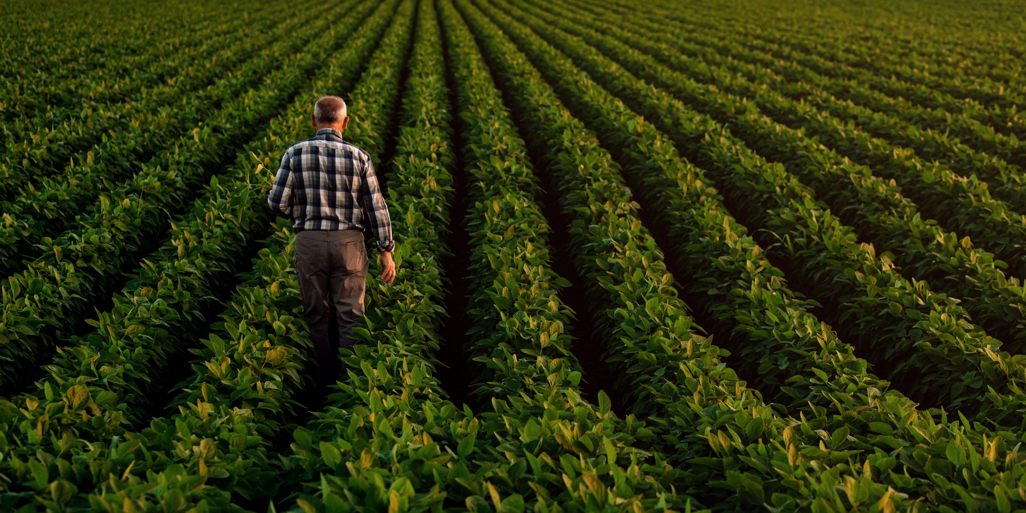 A farmer walks through the rows of his soybean field.