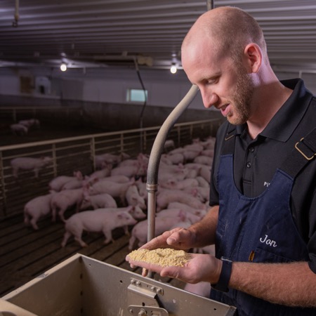 A nutritionist stands in a swine pen looking at a handful of feed from the feeder.