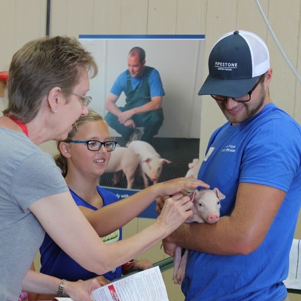 A Pipestone Discovery Barn worker holds a piglet for fairgoers to touch.