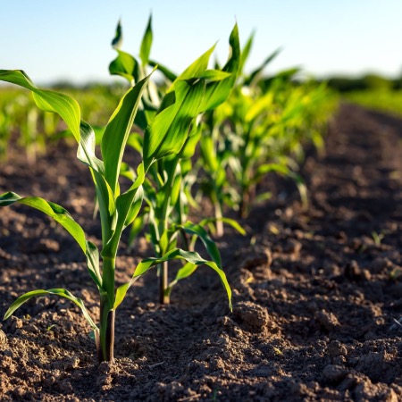 A row of small corn plants in a field.