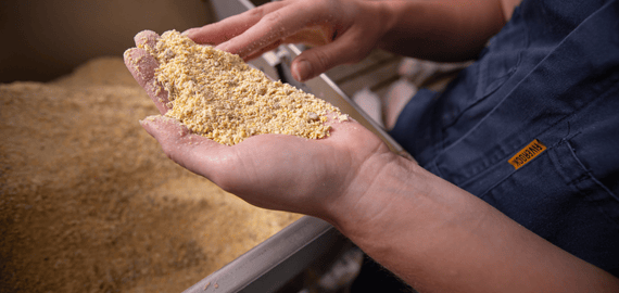 A swine nutritionist holds pig feed and reviews its quality.