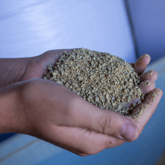 Two hands hold pig feed.