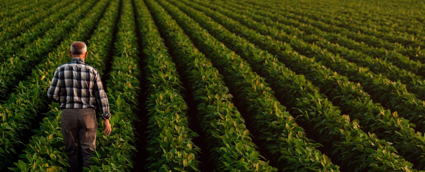 A farmer walks throught the rows of his soybean field.