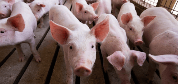 A group of younger pigs in a pen.