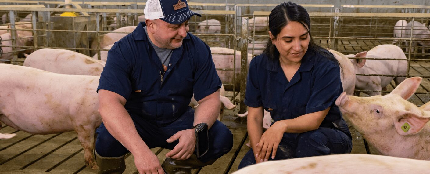 Two swine barn workers kneel in a pig pen to check on and look at the pigs more closely.