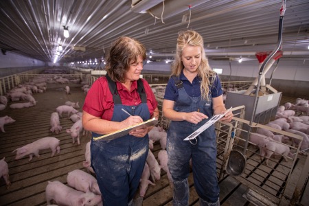 A pipestone FarmPro worker talks over recommendations in a barn pen while the farmer takes notes.