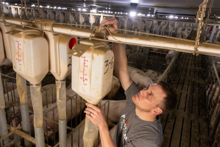 A swine barn technician installs automatic feeders to a feed line.