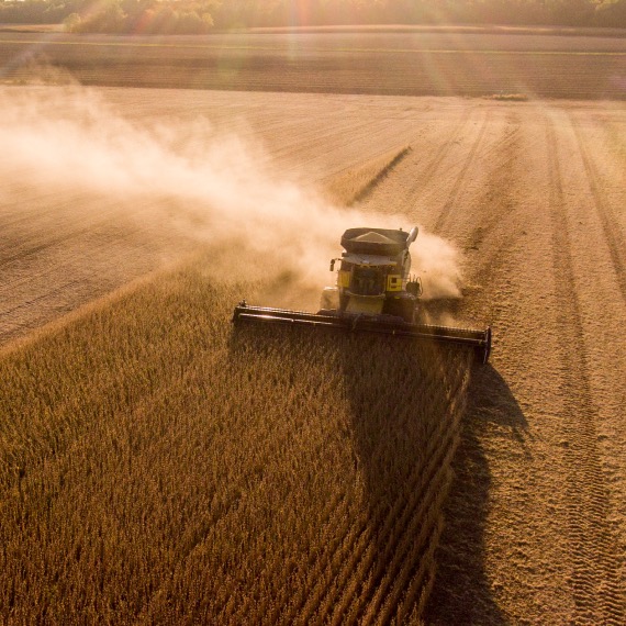 An aerial photo of a combine harvesting a soybean field.