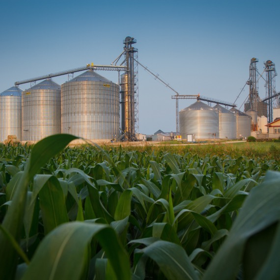 Grain bins and a feed mill in the distance with a corn field in the foreground.