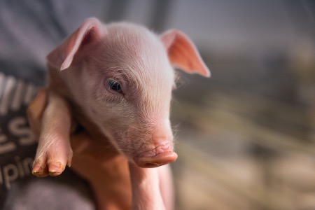 A swine barn worker holds a piglet.