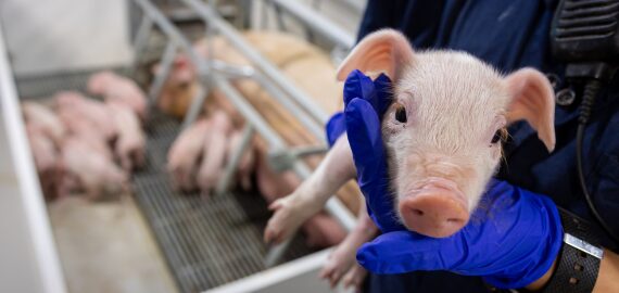 A piglet is held, with a sow and litter in the background.