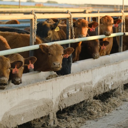 A feedlot of cattle with a row of cattle eating out of the feeder trough.