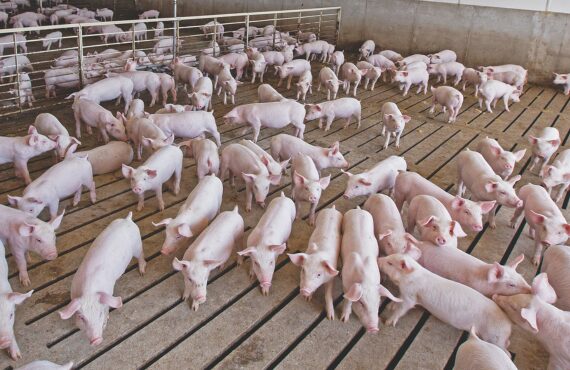 A pen of smaller pigs in a research barn.