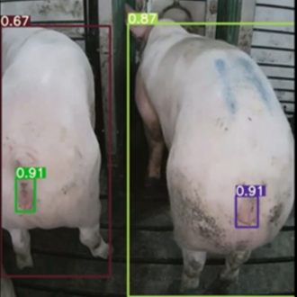 A camera facing the back ends of sows that uses a computer to see the size of vulvas to calculate heat cycles.
