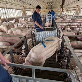 Pipestone research swine barn workers sort out a pig to stand underneath a camera that calculates weight.