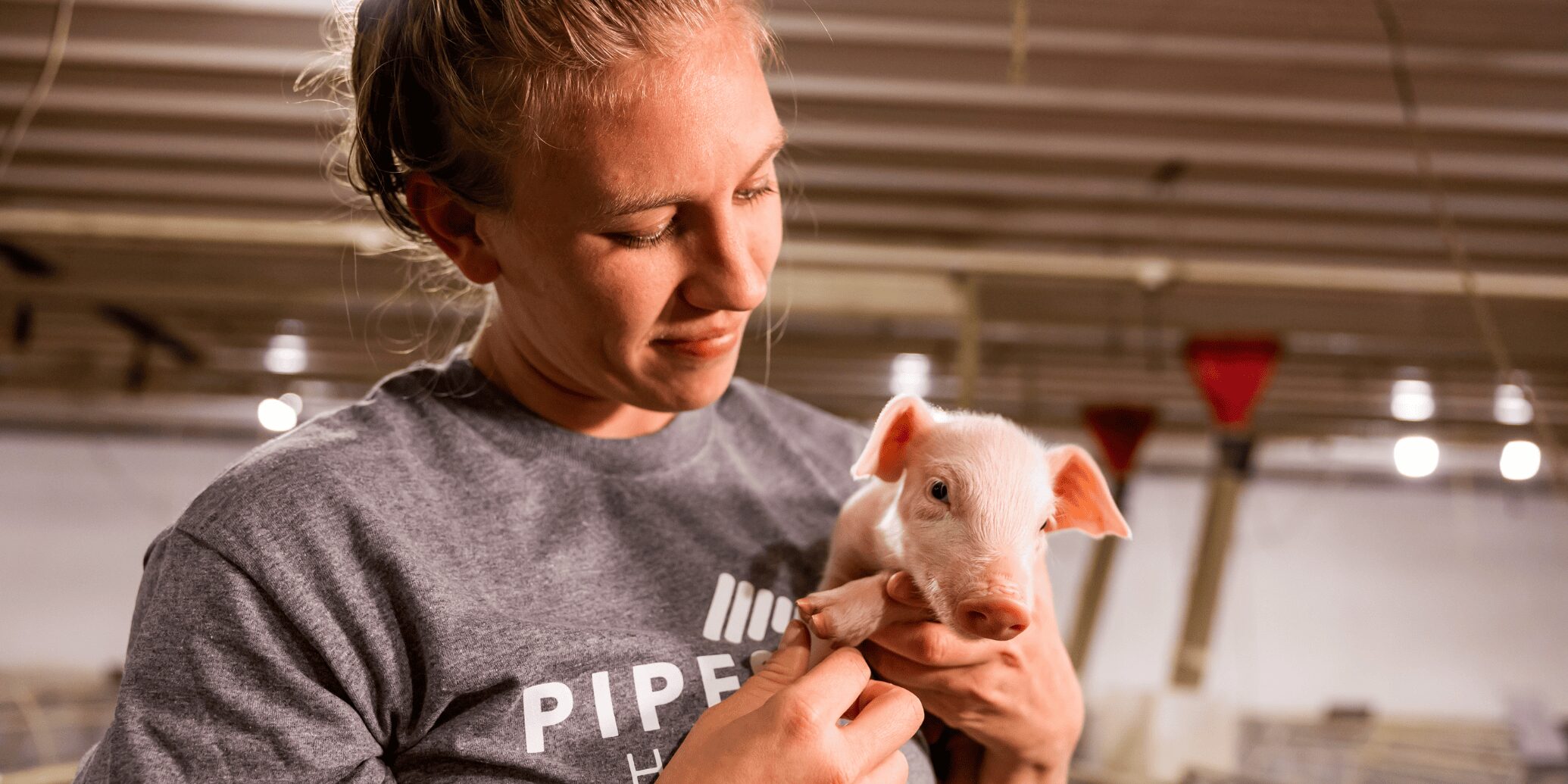 A worker in a swine barn holds a piglet and looks at it.