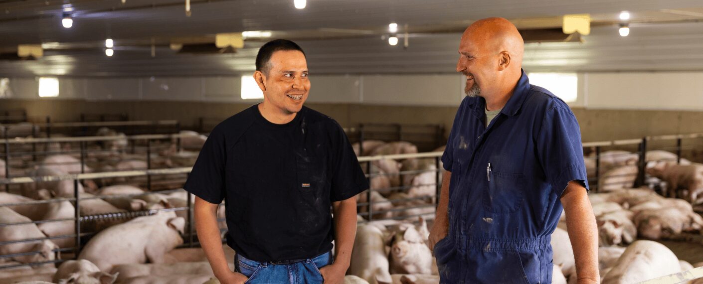 A farm employee laughs with his boss inside of a grow finish pig barn.
