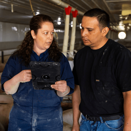 A trainer shows a new team member pig care information an iPad.