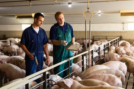 A swine veterinarian and a production consultant stand inside a grow finish barn and discuss the health of the pigs.