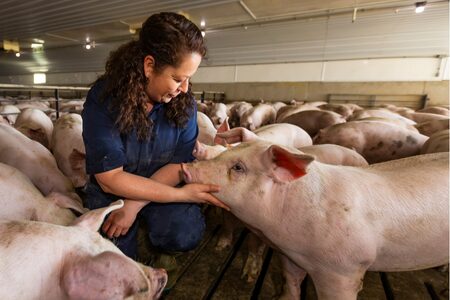 A pig caregiver is interacting with the pigs inside a grow finish barn.