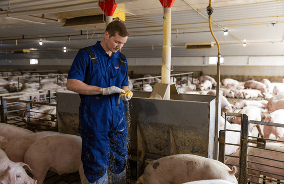 A pig nutritionist reviews a feed sample inside of a grow finish barn surrounded by pigs.