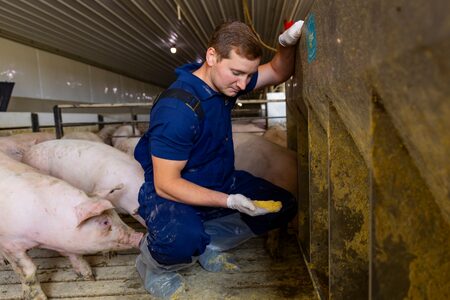 A pig nutritionist reviews the feed coming out of the pig feeders inside a barn.