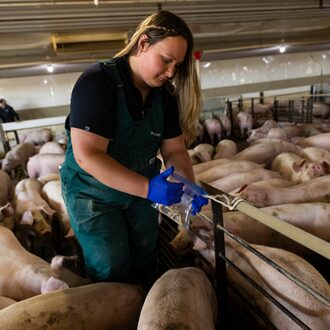 A pig veterinarian makes adjustments inside a grow-finish barn surrounded by pigs.