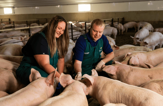 Two swine veterinarians care for pigs in a grow finish barn.