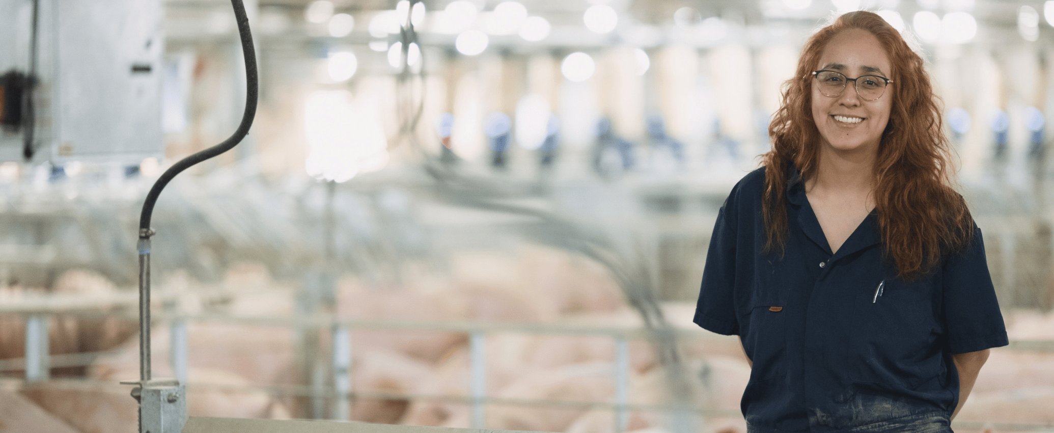 A pig farm team member stands inside a pen within a barn.