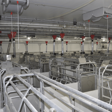Sow farm stalls are shown in a farm.