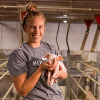 A swine nutritionist gently holds a piglet within a sow farm.