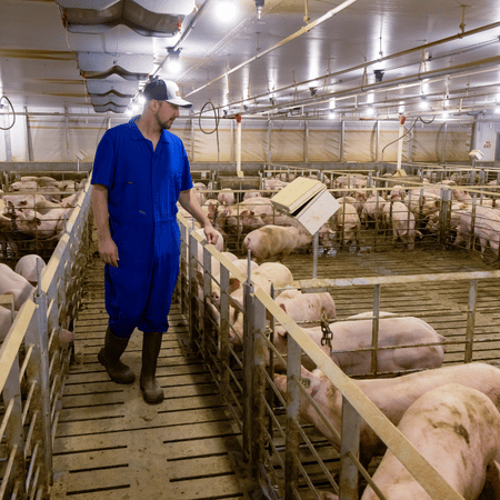 A production supervisor walks through a barn and checks up on the pigs.